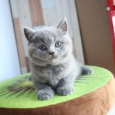 ブリティッシュショートヘア