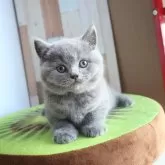 ブリティッシュショートヘア