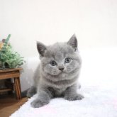 ブリティッシュショートヘア