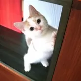 マンチカン(短足)