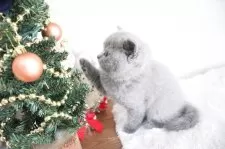 ブリティッシュショートヘア【大阪府・女の子・2025年10月2日・ブルー】の写真4