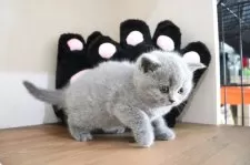 ブリティッシュショートヘア【大阪府・女の子・2025年10月2日・ブルー】の写真2