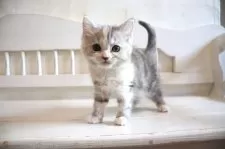 マンチカン(長足)【大阪府・女の子・2025年4月24日・ブルーパッチドタビー&ホワイト】の写真7