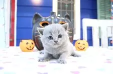 ブリティッシュショートヘア【大阪府・女の子・2025年10月2日・ブルー】の写真7