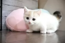 マンチカン(短足)【大阪府・女の子・2024年12月29日・ブラウンパッチドタビー&ホワイト】の写真12