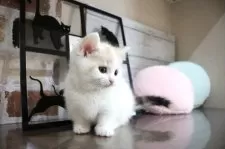 マンチカン(短足)【大阪府・女の子・2024年12月29日・ブラウンパッチドタビー&ホワイト】の写真13