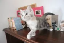 マンチカン(長足)【大阪府・女の子・2025年4月24日・ブルーパッチドタビー&ホワイト】の写真8