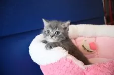 スコティッシュフォールド(立ち耳)【大阪府・男の子・2025年11月16日・ブルータビー】の写真2