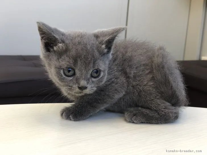 ID：2110-00714の子猫