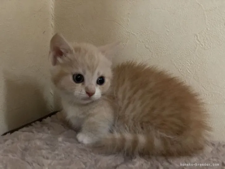 ID：2106-00046の子猫