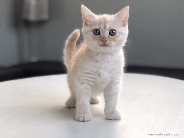 ID：2110-01460の子猫