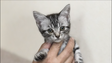 アメリカンショートヘア【群馬県・女の子・2021年6月22日・シルバータビー】の写真「パパ猫遺伝子検査PKDクリア！子猫発症しません。」