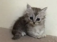 ミヌエット【群馬県・男の子・2021年6月8日・シルバータビー&ホワイト】の写真1