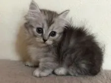 ミヌエット【群馬県・男の子・2021年6月8日・シルバータビー&ホワイト】の写真2