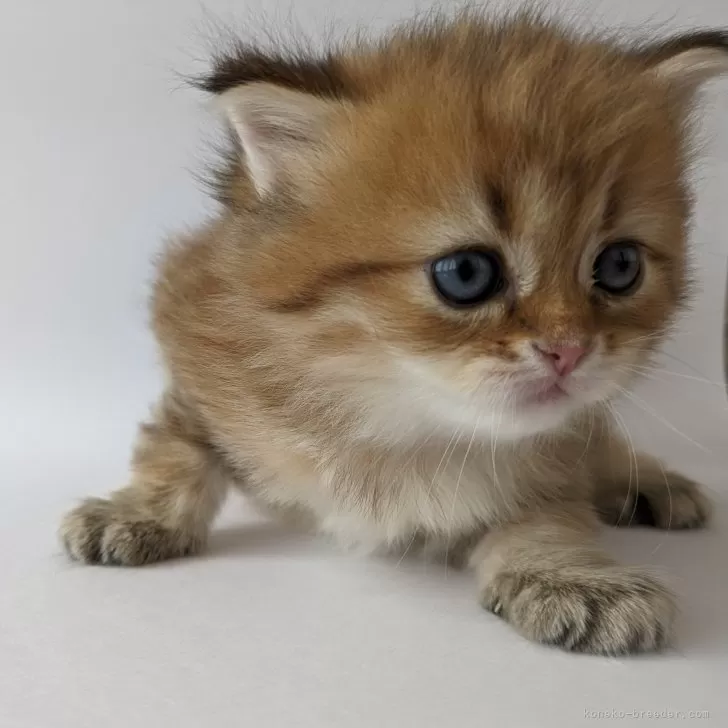 ID:2312-01292の子猫
