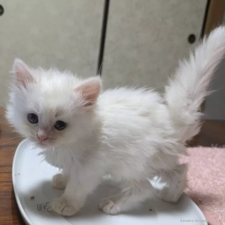 ID：2409-03111の子猫