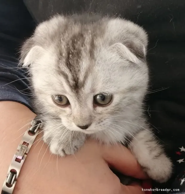 ID:2111-00157の子猫