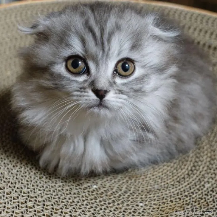 ID：2301-02192の子猫
