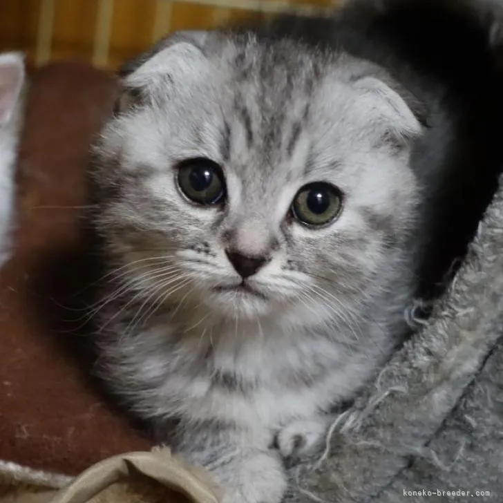 ID：2301-02149の子猫