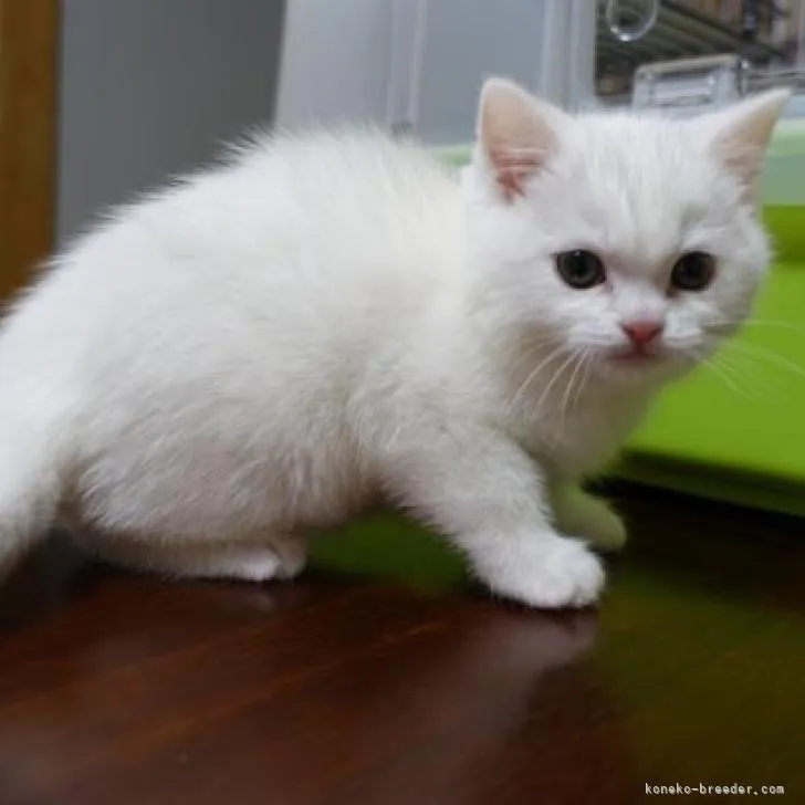 ID:2301-01689の子猫