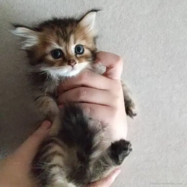 ID:2309-00390の子猫