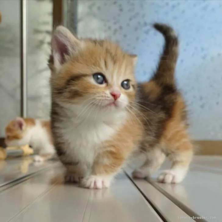 ID:2210-03069の子猫