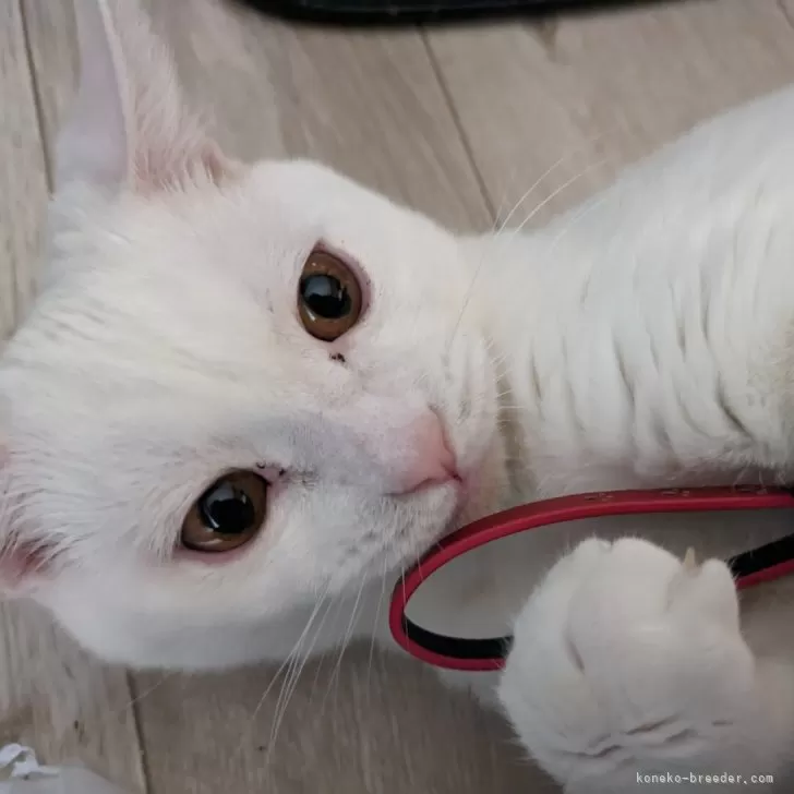 ID：2306-01735の子猫