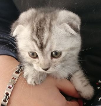 マンチカン(短足)【群馬県・女の子・2021年9月14日・シルバーパッチドタビー】の写真「耳折れ短足マンチカンの女の子♥️
三姉妹の次女です」
