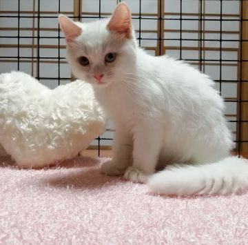 マンチカン(長足)【群馬県・男の子・2021年4月18日・ホワイト（短毛）】の写真「見学後すぐにお引き渡しできます。」