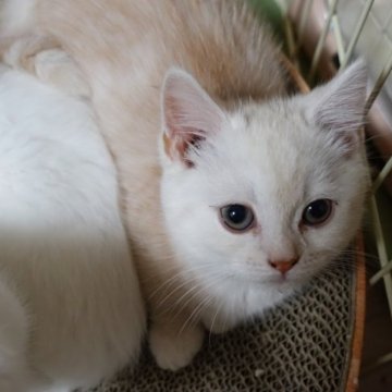 マンチカン(短足)【群馬県・女の子・2023年4月1日・クリーム（短毛）】の写真「珍しいクリームカラーの女の子。7/17までの募集。」