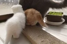 マンチカン(短足)【群馬県・女の子・2022年1月29日・ホワイト】の写真4