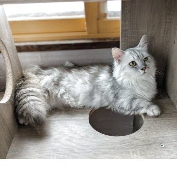 ミヌエット【群馬県・男の子・2024年2月27日・シルバータビー（長毛）】の写真「去勢手術済み。」