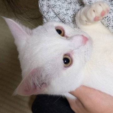 マンチカン(長足)【群馬県・男の子・2024年3月3日・ホワイト（短毛）】の写真「去勢手術済み。甘えん坊。珍しいダイクロイックアイ。」