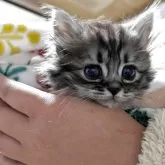 ミヌエット(短足)