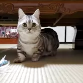 ミヌエット(短足)