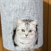 ミヌエット(短足)