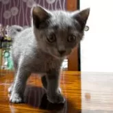 マンチカン(長足)【群馬県・女の子・2025年6月12日・ブルー】の写真3