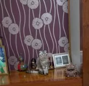 マンチカン(長足)【群馬県・男の子・2024年2月8日・シルバーマッカレルタビー】の写真3「床の間に馴染んだ。（笑）」