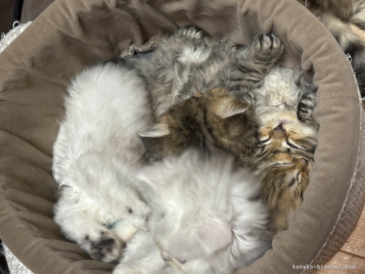 小林恵ブリーダーのブログ：生後42日目