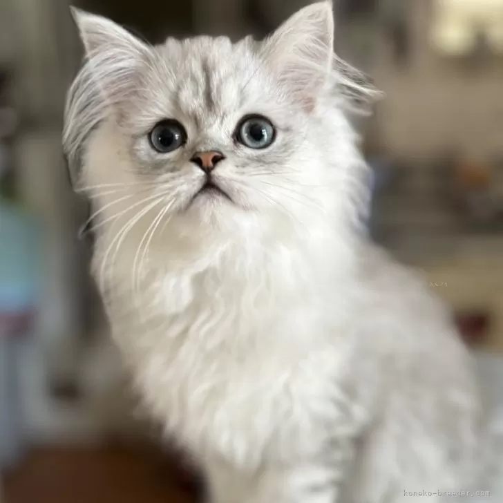 ID:2404-03065の子猫