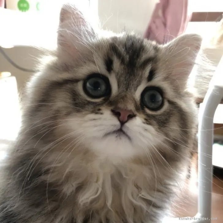 ID:2310-00684の子猫