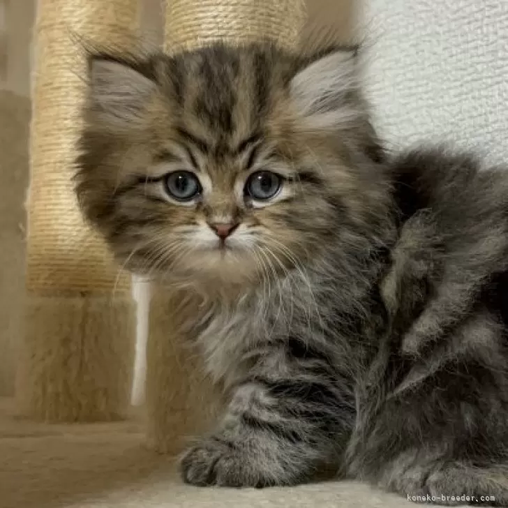 ID：2404-01540の子猫