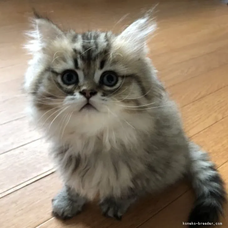 ID:2310-00827の子猫