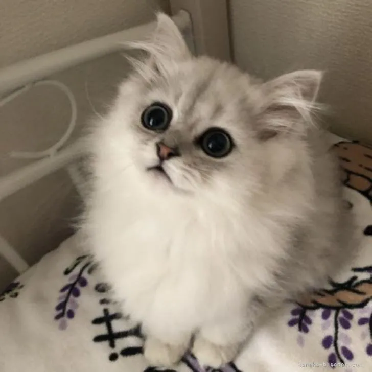 ID:2212-02484の子猫