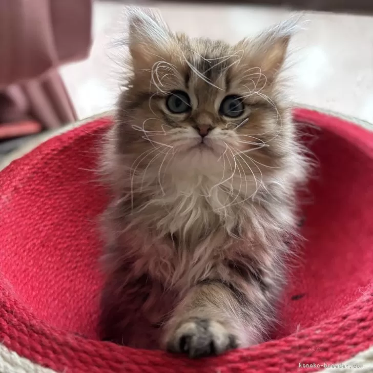 ID：2410-03020の子猫