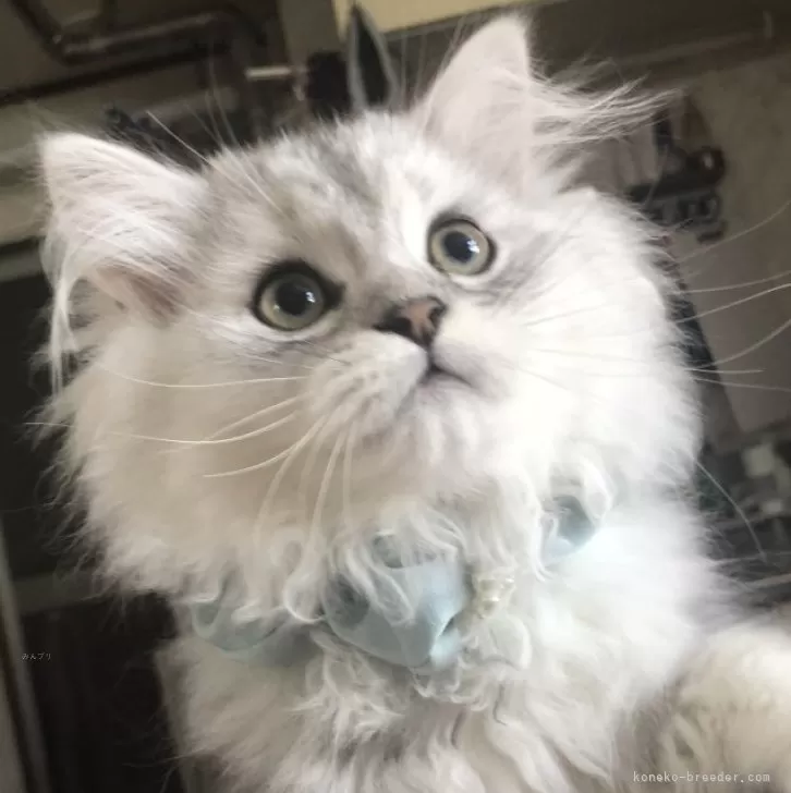 ID：2401-01361の子猫