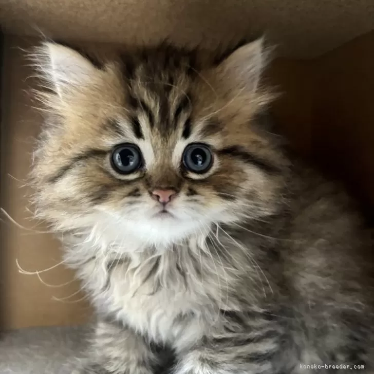 ID:2407-02232の子猫