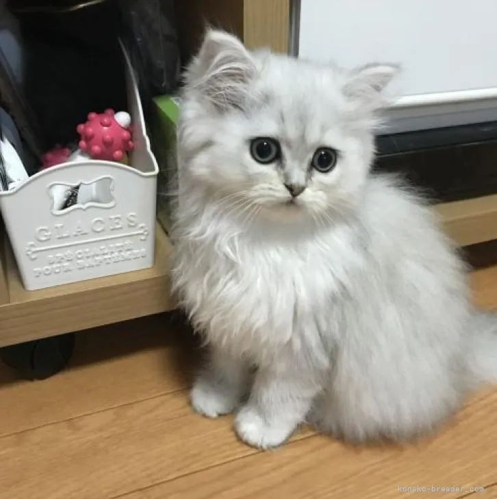 ID：2210-00194の子猫
