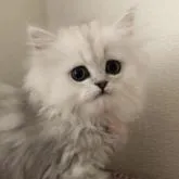 ペルシャ(チンチラ)【北海道・女の子・2022年12月4日・チンチラシルバー】の写真1「2月9日撮影」