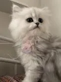 ペルシャ(チンチラ)【北海道・女の子・2022年12月4日・チンチラシルバー】の写真5「2月9日撮影」